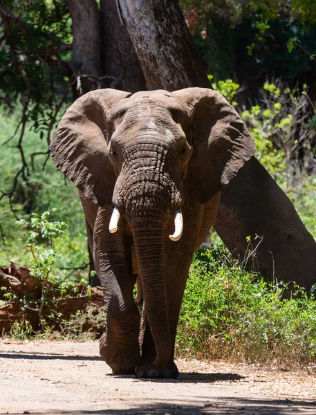 An African Elephant bull in Southern African savanna