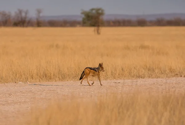 纳米比亚大草原上的一只黑背杰克 — 图库照片