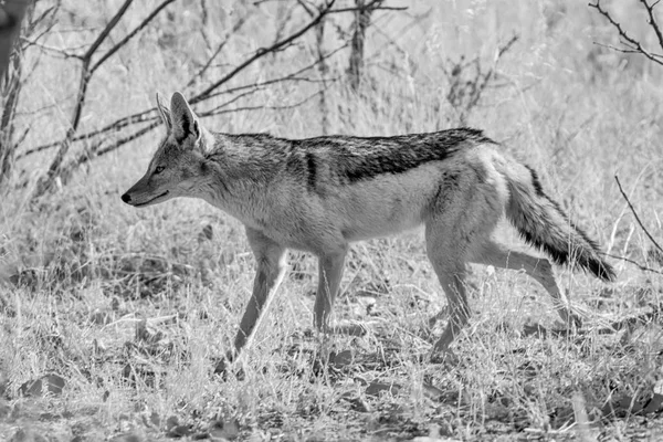 Black Backed Schakal Namibiska Savanna — Stockfoto