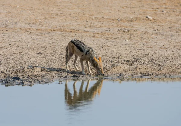 Een Black Backed Jakhals Naast Een Rivier Namibische Savanne — Stockfoto