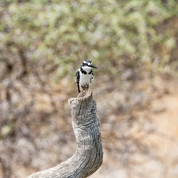 Pied Kingfisher Ült Egy Namíbiai Folyó Mellett — Stock Fotó