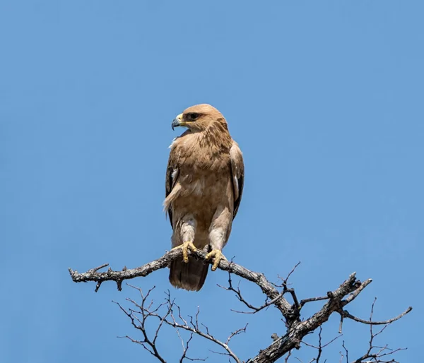 一只黄鹰栖息在纳米比亚大草原的一棵树上 — 图库照片