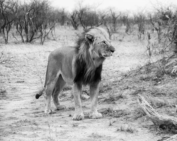 南部非洲大草原上的一只雄性狮子 — 图库照片