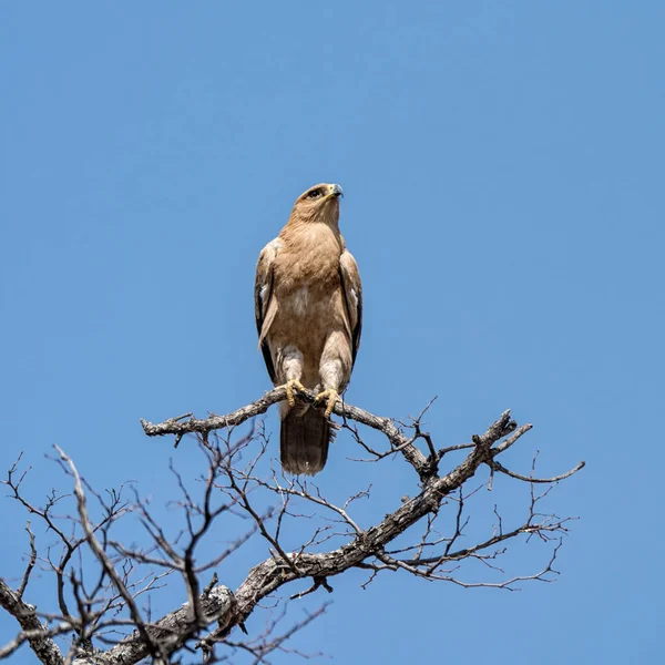 Uma Águia Tawny Empoleirada Numa Árvore Savana Namíbia — Fotografia de Stock