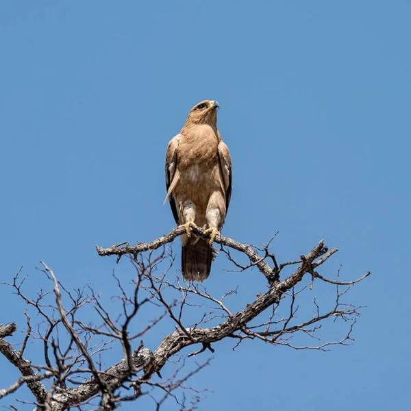 Uma Águia Tawny Empoleirada Numa Árvore Savana Namíbia — Fotografia de Stock