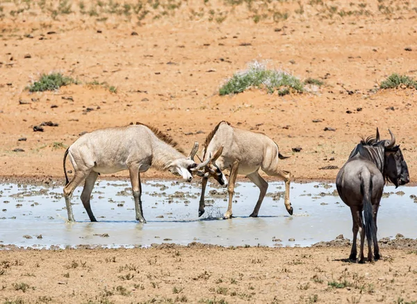 Roan antelope — Zdjęcie stockowe