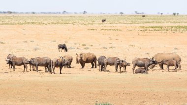 Beyaz Rhino ve Buffalo