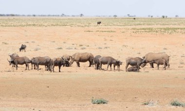Beyaz Rhino ve Buffalo