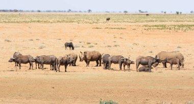 Beyaz Rhino ve Buffalo