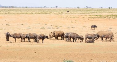 Beyaz Rhino ve Buffalo