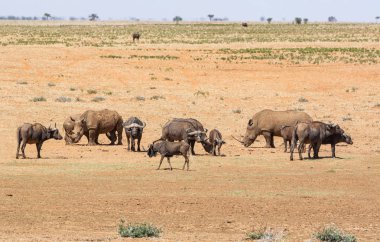 Beyaz Rhino ve Buffalo