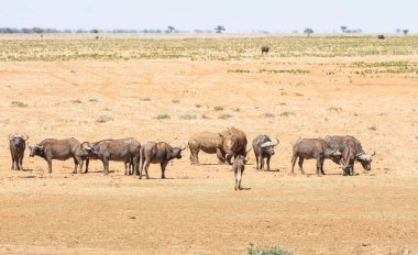 Beyaz Rhino ve Buffalo
