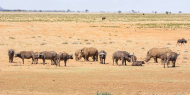 Beyaz Rhino ve Buffalo