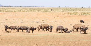 Beyaz Rhino ve Buffalo