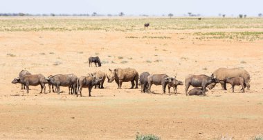 Beyaz Rhino ve Buffalo