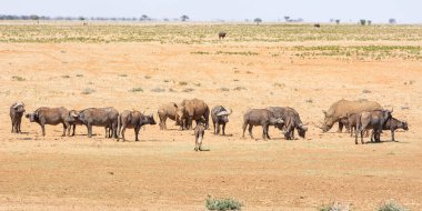 Beyaz Rhino ve Buffalo