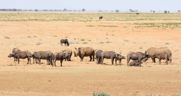 Beyaz Rhino ve Buffalo