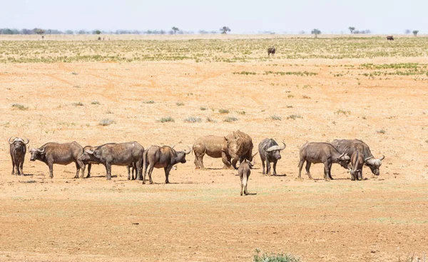Beyaz Rhino ve Buffalo