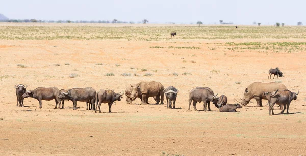 Beyaz Rhino ve Buffalo