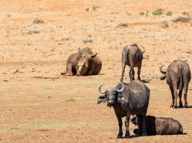 Beyaz Rhino ve Buffalo