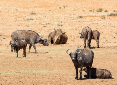 Beyaz Rhino ve Buffalo