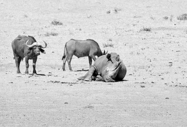 Білий носоріг та буйвіл — стокове фото