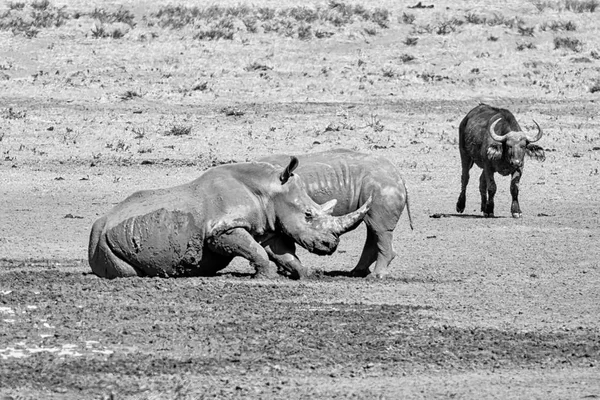 Beyaz rhino çifti — Stok fotoğraf