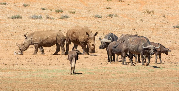 Rinoceronte blanco y búfalo — Foto de Stock