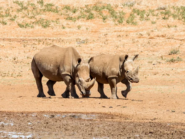 Білий носоріг пара — стокове фото