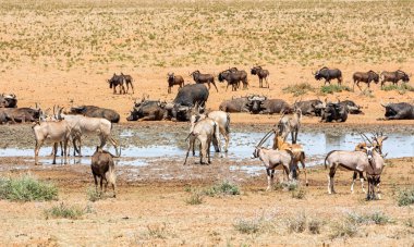 Meşgul sulama delik