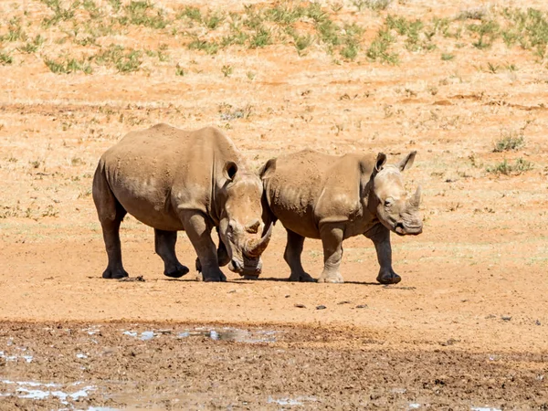 Beyaz rhino çifti — Stok fotoğraf