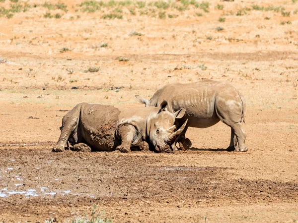 Pár bílých nosorožců — Stock fotografie