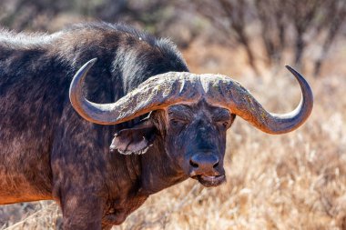 Cape buffalo