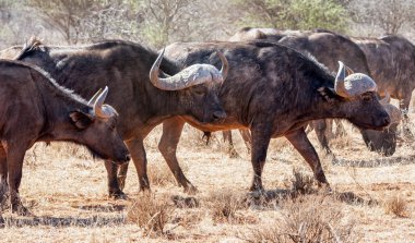 Cape buffalo sürüsü