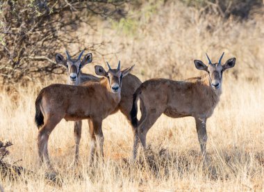 Gemsbok buzağı