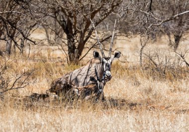 Gemsbok anne ve yavrusu