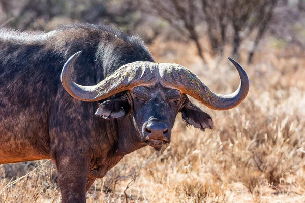 Cape buffalo — Zdjęcie stockowe