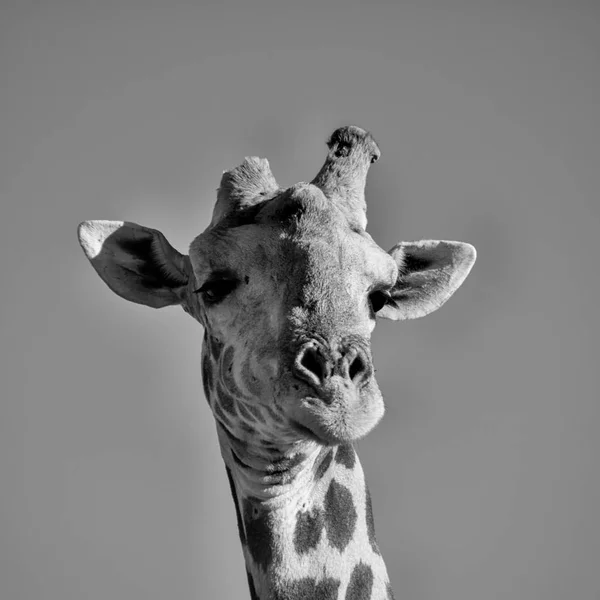 Giraffen-Porträt — Stockfoto