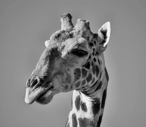 Giraffe Portrait — Stock Photo, Image