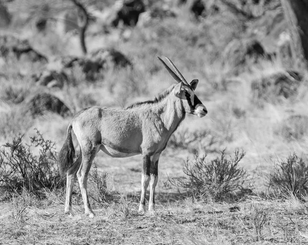 Gemsbok — стокове фото