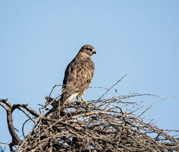 Buzzard de estepe — Fotografia de Stock