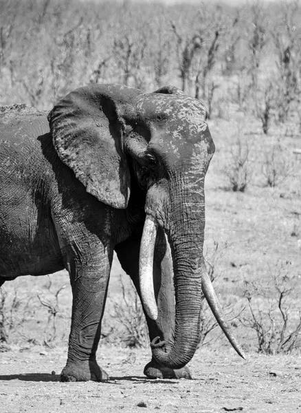 Toro elefante africano — Foto de Stock