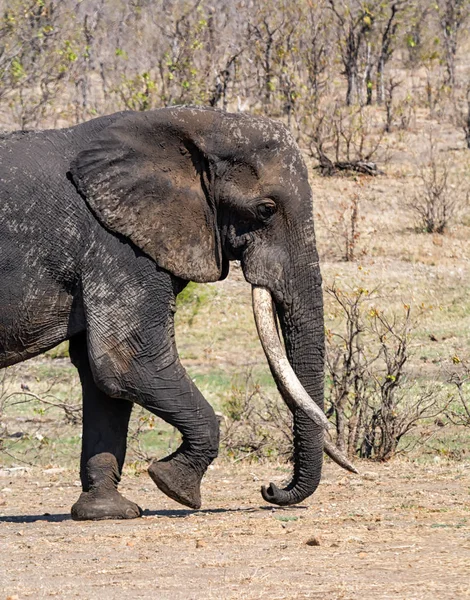 Slon africký býk — Stock fotografie