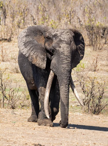 African Elephant Bull — Stock Photo, Image