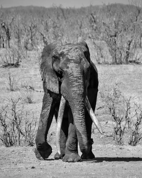 アフリカ象雄牛 — ストック写真