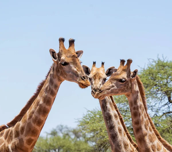 Trio girafe — Photo