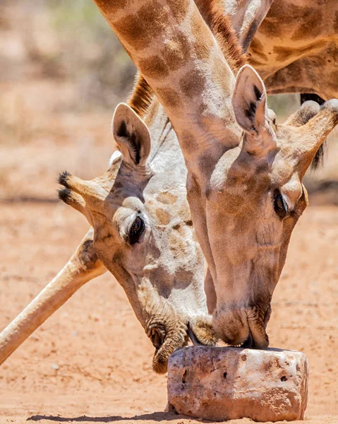 Girafes au bloc minéral — Photo