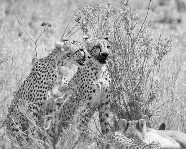 Cheetahs em uma morte — Fotografia de Stock