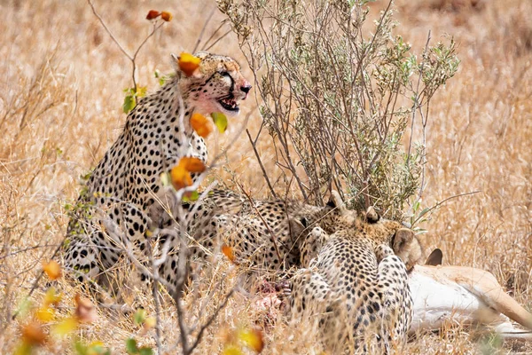 Cheetahs em uma morte — Fotografia de Stock