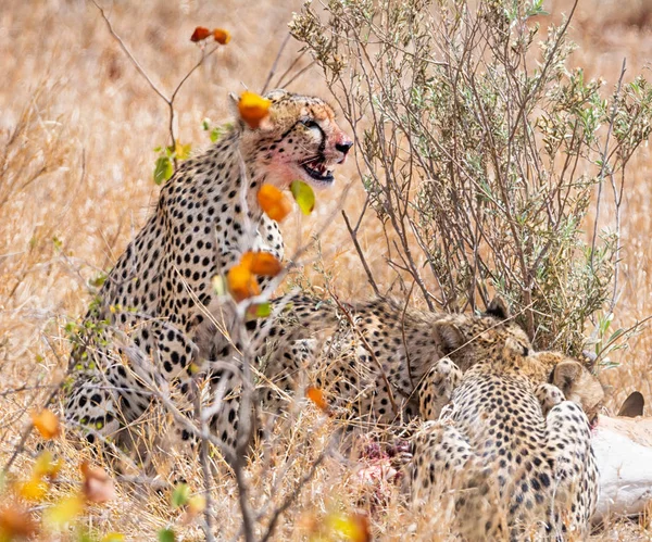 Cheetahs em uma morte — Fotografia de Stock